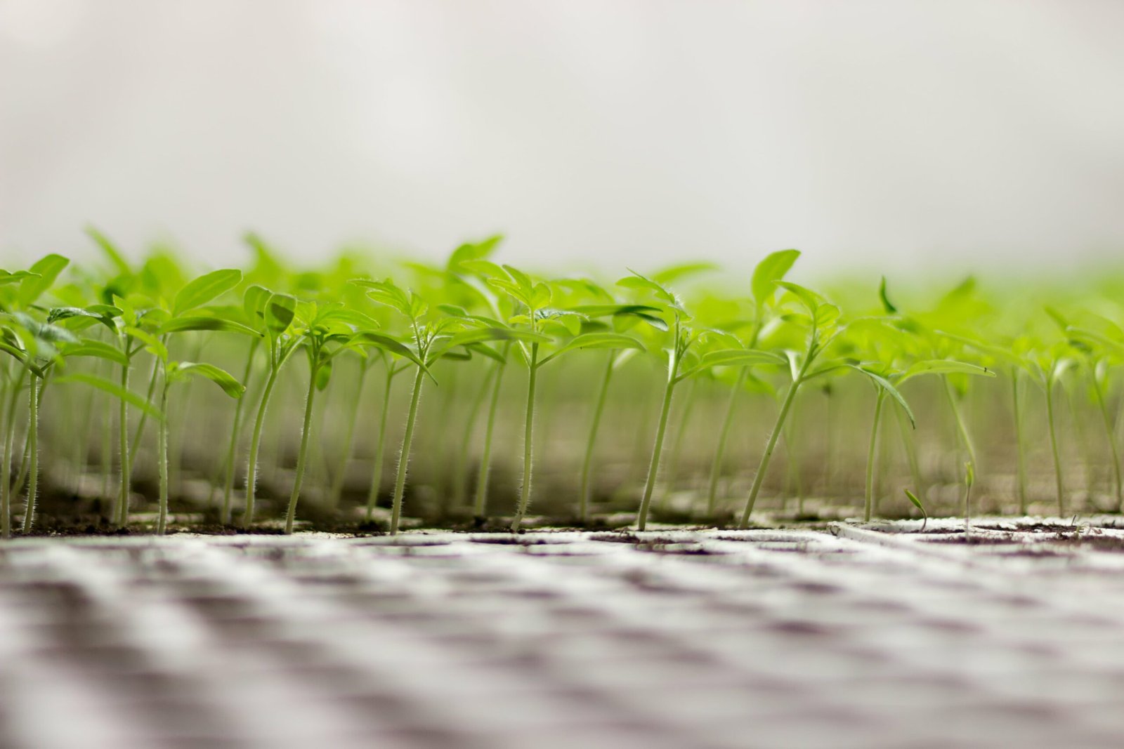 greenhouse-seedling-close-up-green-seedling-growing-min-scaled.jpg